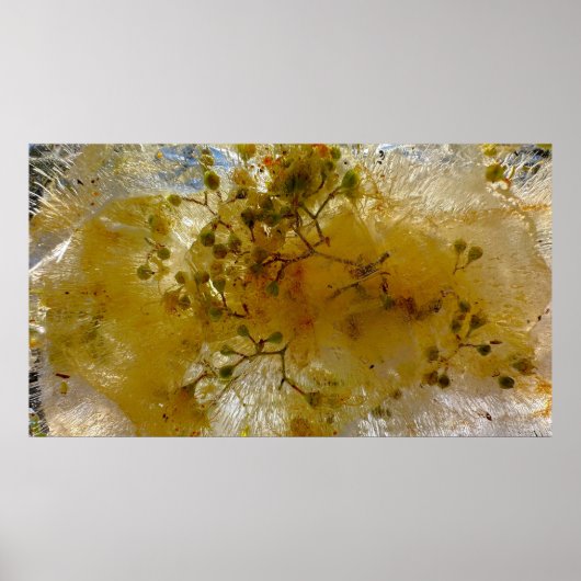 Poster Fleurs glacées, (Devant)