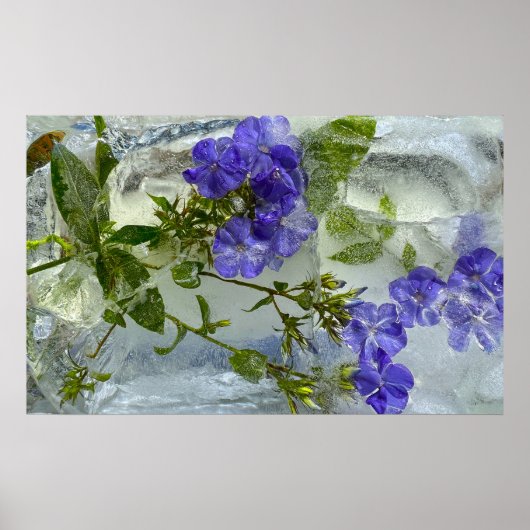 Poster Fleurs glacées, (Devant)