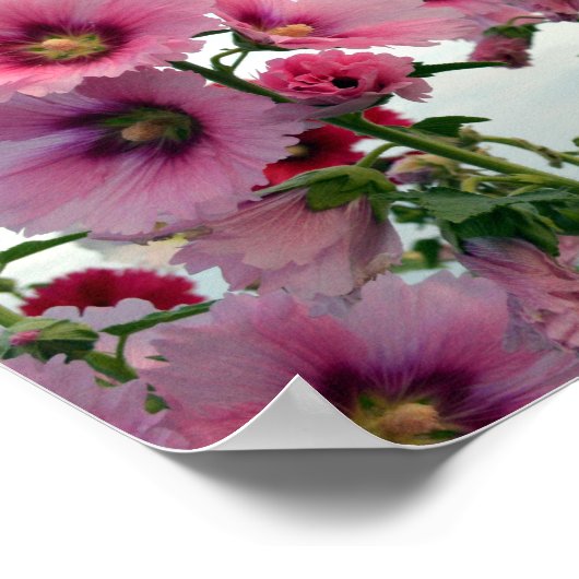 Poster Fleurs Hollyhock Roses (Coin)