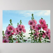 Poster Fleurs Hollyhock Roses (Devant)