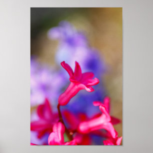 Poster Fleurs Hyacinth