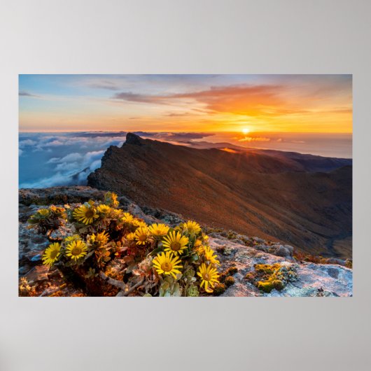 Poster Fleurs | Îles Canaries, Espagne (Devant)