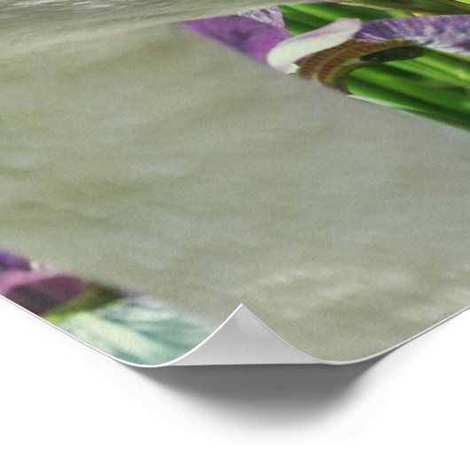 Poster Fleurs Iris Cygne Et Violet (Coin)