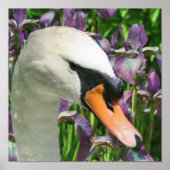 Poster Fleurs Iris Cygne Et Violet (Devant)