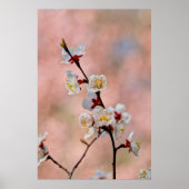Poster Fleurs japonaises d'abricot (Devant)