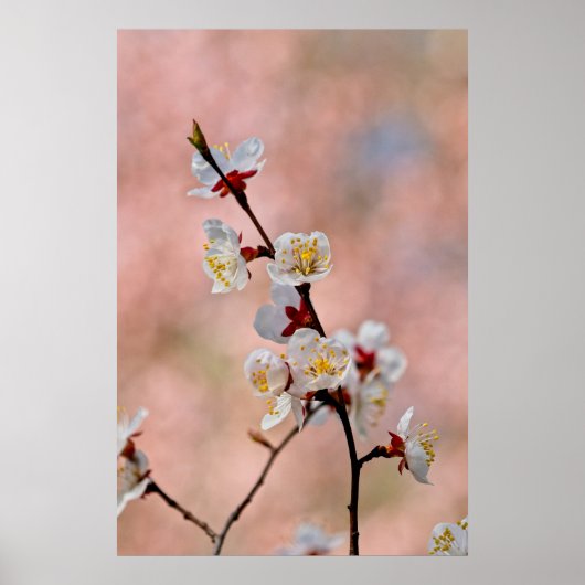 Poster Fleurs japonaises d'abricot (Devant)