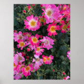 Poster Fleurs Jardin Rose Photo Décor Maison (Devant)