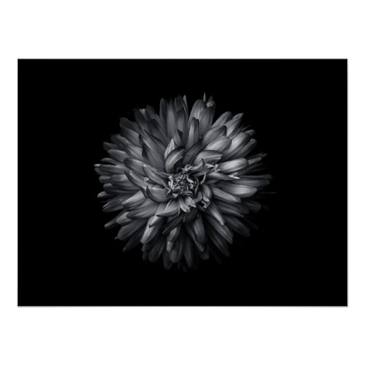 Poster Fleurs jardins En Noir Et Blanc 20 (Devant)