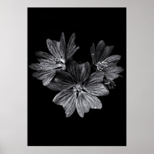 Poster Fleurs jardins En Noir Et Blanc No 11