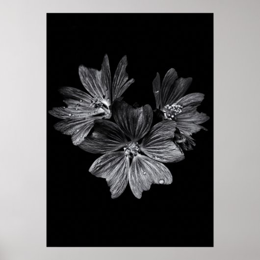 Poster Fleurs jardins En Noir Et Blanc No 11 (Devant)