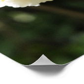 Poster Fleurs jasmin dans le jardin (Coin)