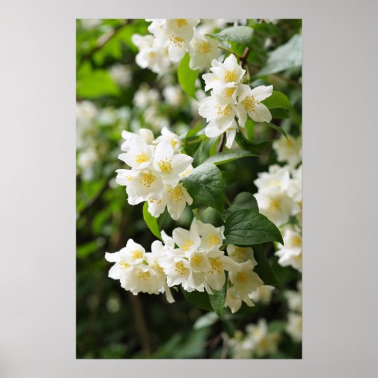 Poster Fleurs jasmin dans le jardin (Devant)