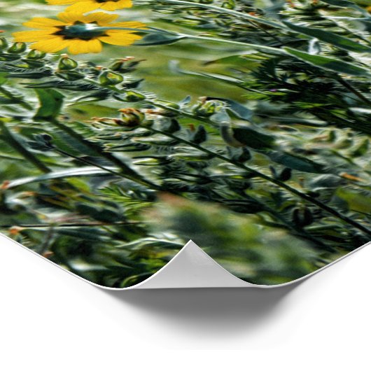 Poster Fleurs jaunes (Coin)