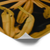 POSTER FLEURS JAUNES (Coin)