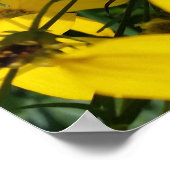 Poster fleurs jaunes (Coin)