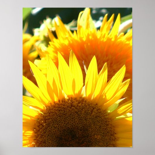 Poster Fleurs jaunes (Devant)
