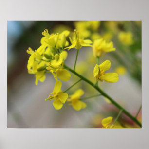 Poster Fleurs jaunes