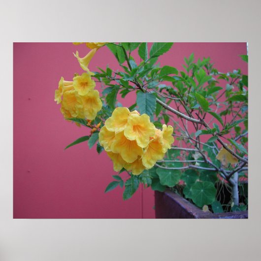 Poster Fleurs jaunes (Devant)