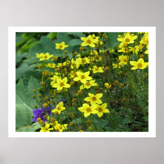 Poster fleurs jaunes (Devant)