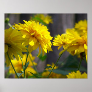 Poster Fleurs Jaunes Au Soleil