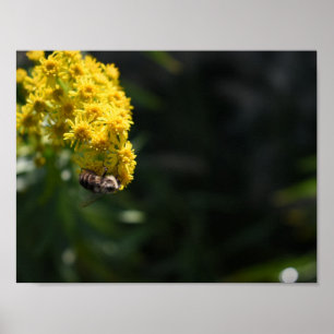 Poster Fleurs Jaunes Bee Bumblebee Nature Photographie
