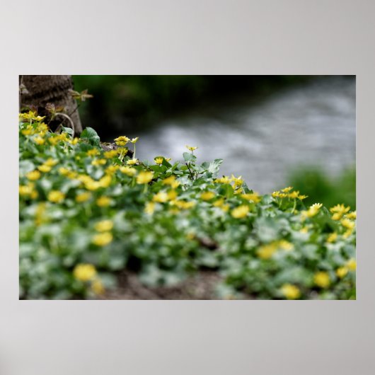 Poster fleurs jaunes bord de rivière (Devant)