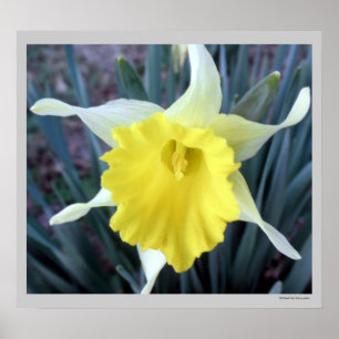 Poster Fleurs Jaunes Daffodils Daffodil Photo