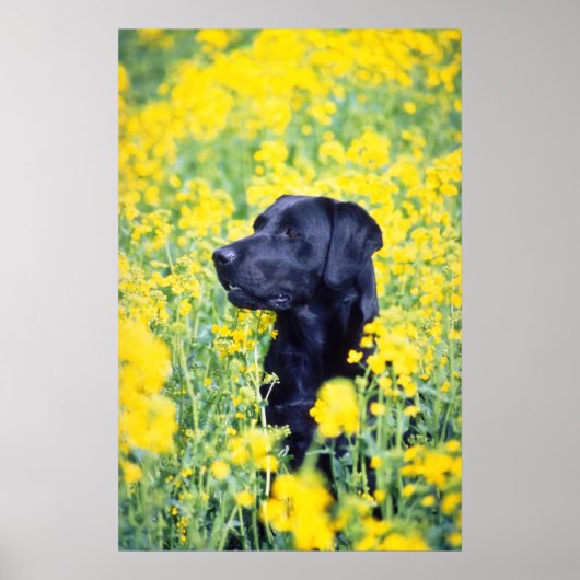 Poster fleurs jaunes du Labrador (Devant)