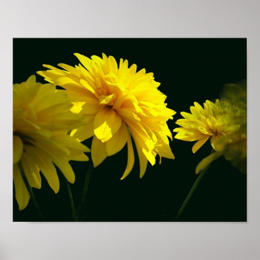 Poster Fleurs Jaunes Goldquell Au Soleil (Devant)