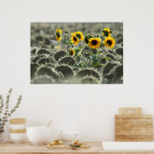 Poster Fleurs jaunes jaunes (Cuisine)