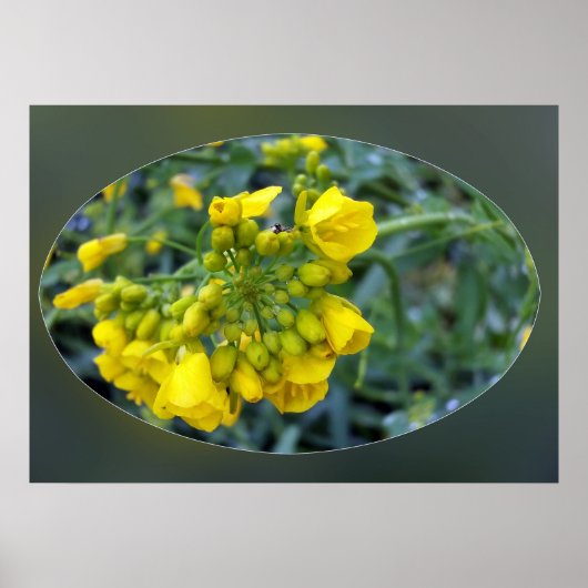 Poster Fleurs jaunes minuscules (Devant)