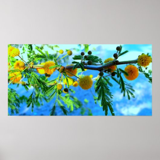 Poster Fleurs jaunes sur une branche d'arbre (Devant)