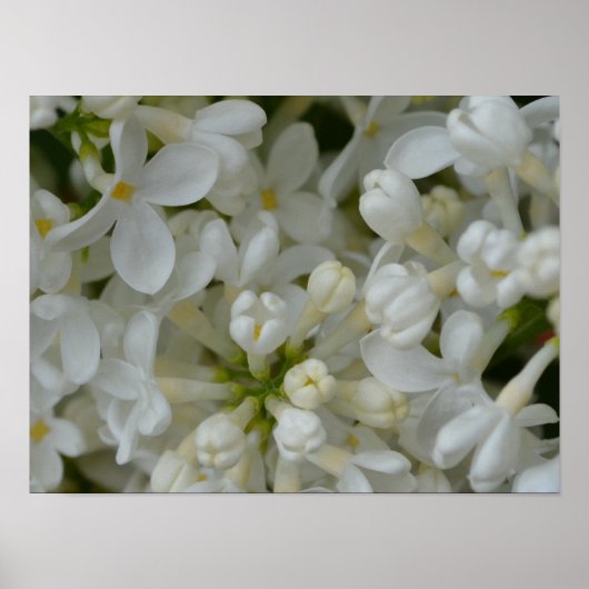 Poster Fleurs Lilac Blanches (Devant)