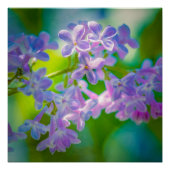 Poster Fleurs Lilac Violettes (Devant)