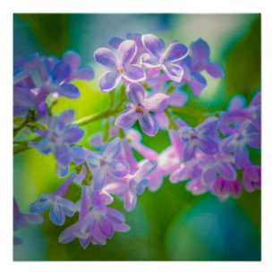 Poster Fleurs Lilac Violettes