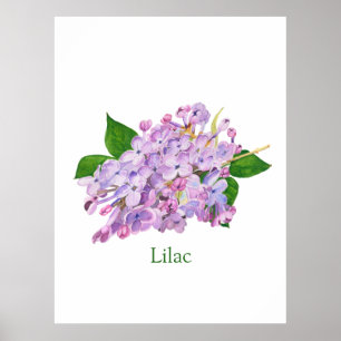 Poster fleurs lilas violet aquarelle botanique
