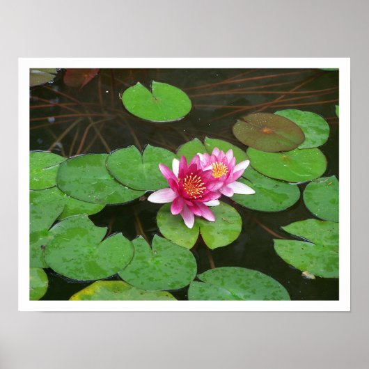 Poster Fleurs Lotus (Devant)