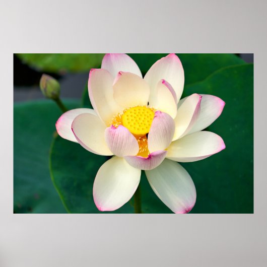 Poster Fleurs | Lotus Water Flower (Devant)