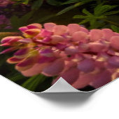 Poster Fleurs | Lupines Nouvelle-Zélande (Coin)