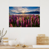 Poster Fleurs | Lupines Nouvelle-Zélande (Cuisine)
