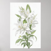 Poster Fleurs Lys Blanches (Devant)
