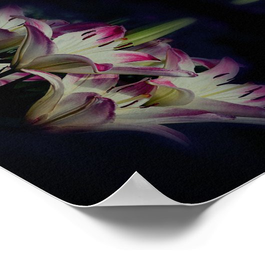 Poster Fleurs Lys Blanches Et Rouges Abstraites (Coin)