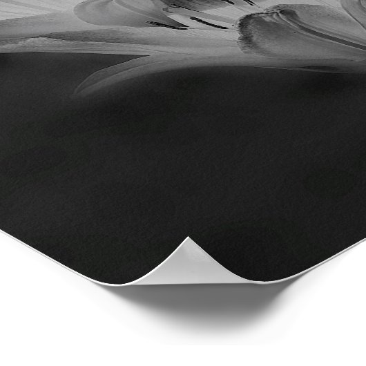 Poster Fleurs Lys En Noir Et Blanc (Coin)