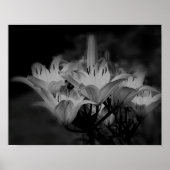 Poster Fleurs Lys En Noir Et Blanc (Devant)