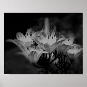 Poster Fleurs Lys En Noir Et Blanc