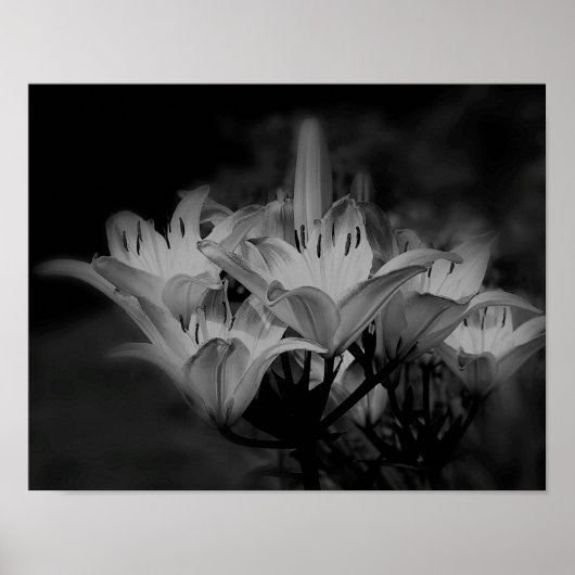 Poster Fleurs Lys En Noir Et Blanc (Devant)