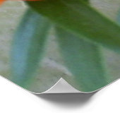 Poster Fleurs Lys orange (Coin)