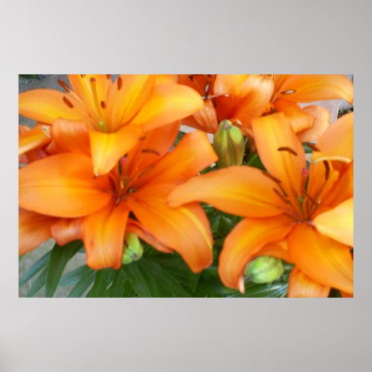Poster Fleurs Lys orange (Devant)