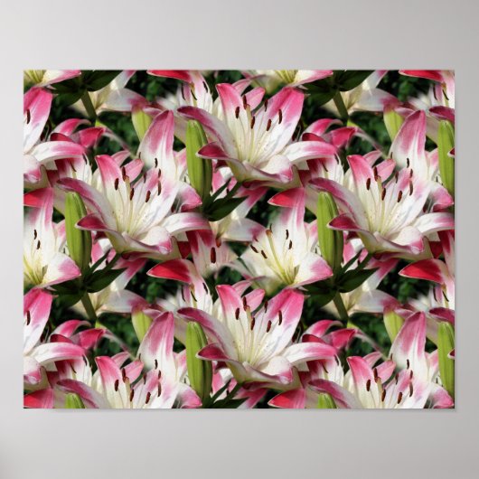Poster Fleurs Lys Rouges Et Blanches (Devant)