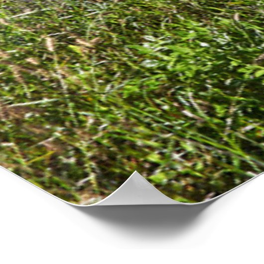 Poster Fleurs | Madeira Island Portugal (Coin)